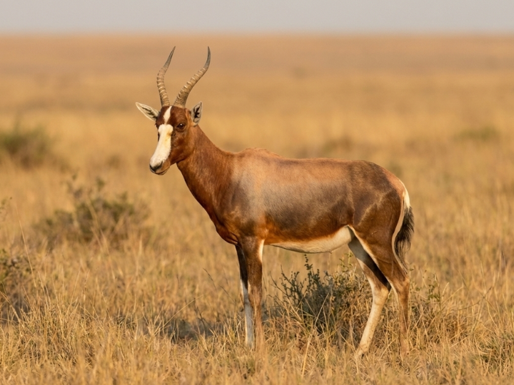 Blesbok ewe in a Southern African hunting species guide
