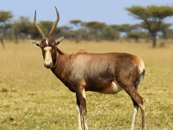 Blesbok ram in a Southern African hunting species guide