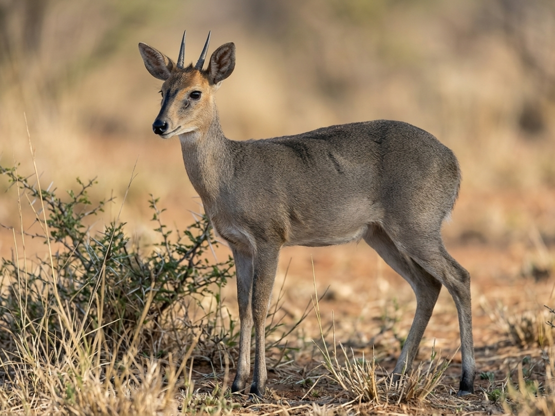 Common duiker ram in a Southern African hunting species guide