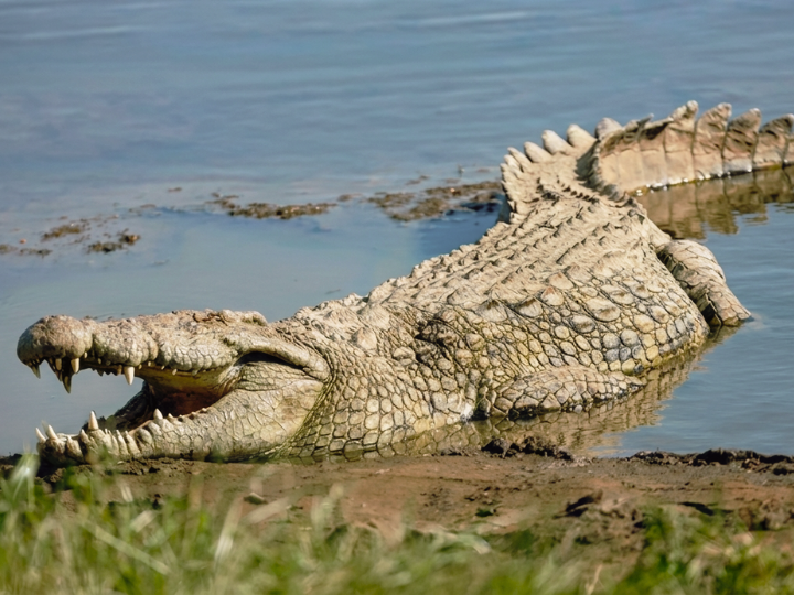 Nile crocodile male in a Southern African hunting species guide